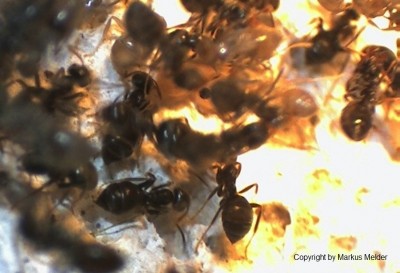 Lasius Arbeiterin.jpg