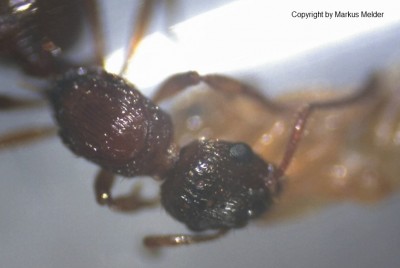 Myrmica Königin.jpg