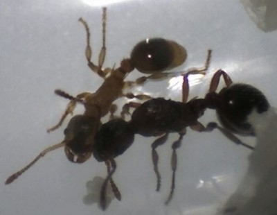 Myrmica Arbeiterin und Königin.jpg
