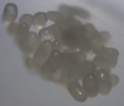 Eierhaufen Lasius.jpg