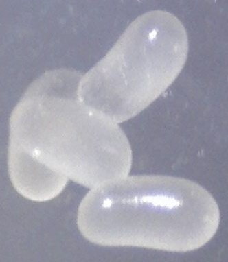 Eierhaufen Myrmica1.jpg