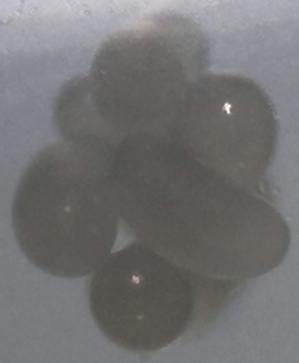 Eierhaufen Myrmica3.jpg