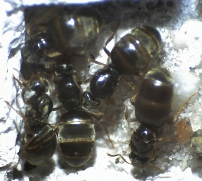 Lasius flavus Pleometrose.jpg