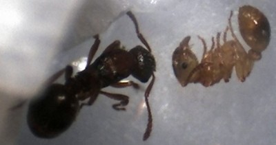 Myrmica Wiedergeburt.jpg