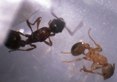 Myrmica erste Schritte.jpg