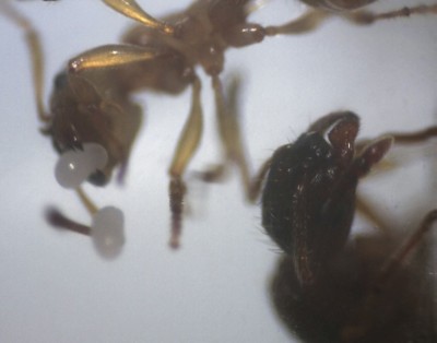 Myrmica Brutpflege.jpg