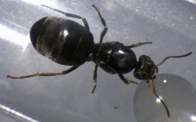 Lasius Draufsicht.jpg