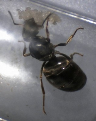 Lasius erste Eier.jpg