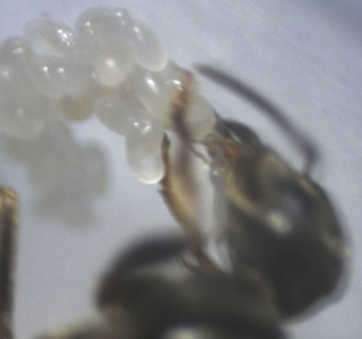 Lasius Brutpflege.jpg