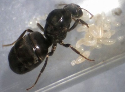 Lasius Larven.jpg