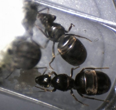 Lasius Pleometrose drei Königinnen1.jpg