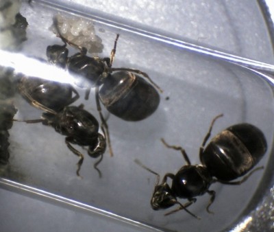 Lasius Pleometrose drei Königinnen2.jpg