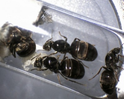 Lasius Pleometrose vier Königinnen1.jpg
