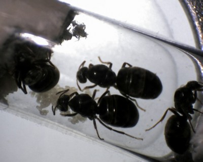 Lasius Pleometrose vier Königinnen2.jpg