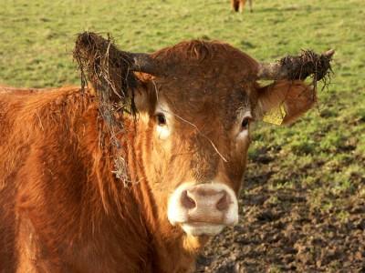 2007 JanuarKönigin web.jpg