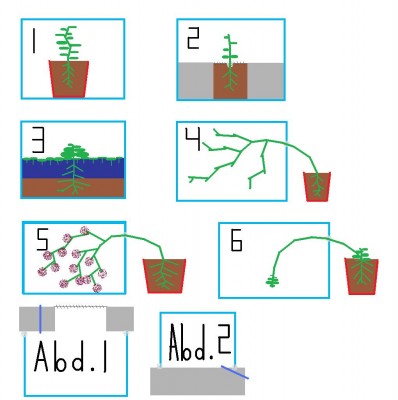 Pflanzen im Formicarium.jpg