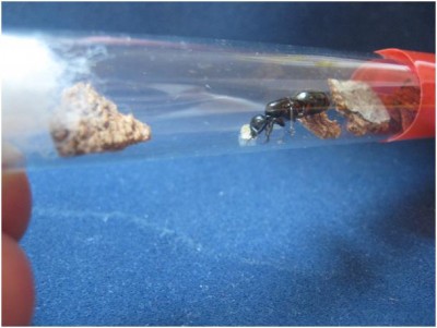 Camponotus herculeanu 1.jpg