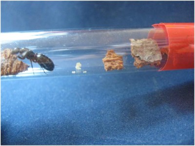 Camponotus herculeanu 3.jpg