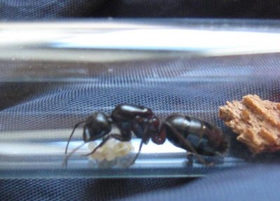 Camponotus herculeanus 0.jpg