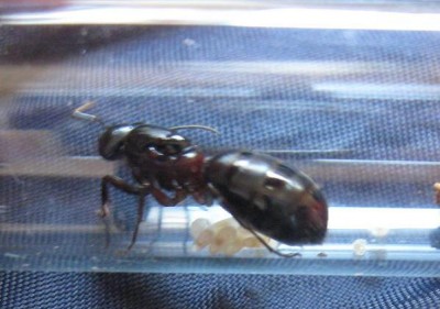 Camponotus herculeanus 2.jpg