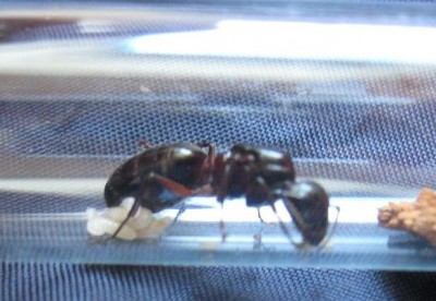 Camponotus herculeanus 3.jpg