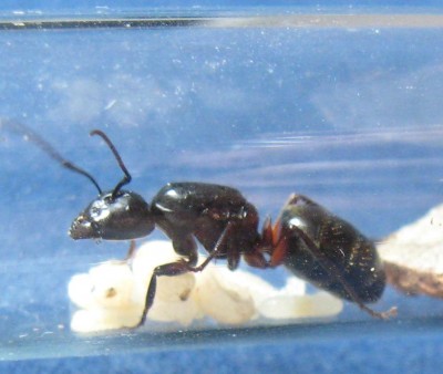 Camponotus herculeanus Puppe.jpg