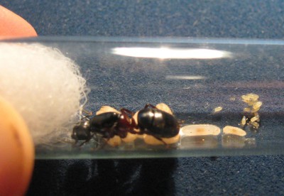 Camponotus herculeanus Puppe 3.jpg