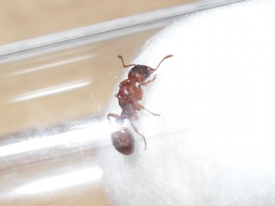 myrmica2.JPG