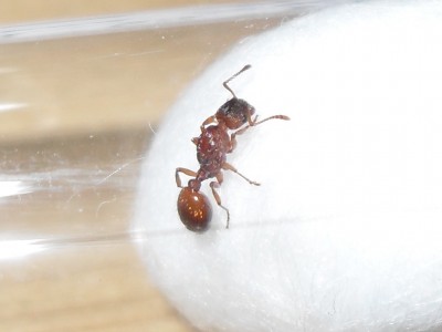myrmica3.JPG