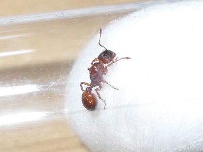myrmica4.JPG
