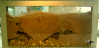 Hier die 'eroberten' Gebiete / X 044.JPG X 044.JPG