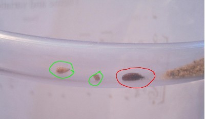 ameisengetier 011 forum.JPG