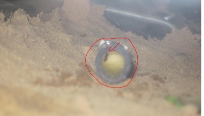 ameisengetier 012 FORUM.JPG