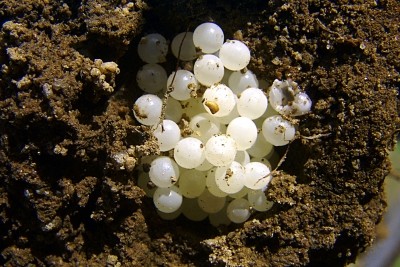 Falls niemand weiß wie die Schneckeneier aussehen, hier n Bild. / schneckeneier.jpg schneckeneier.jpg