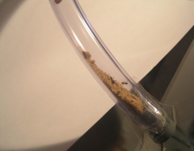 ameisengetier 020 FORUM.JPG