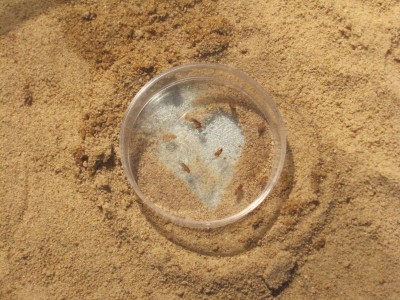 ameisengetier 024 FORUM.JPG