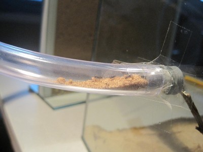 ameisengetier 022 FORUM.JPG