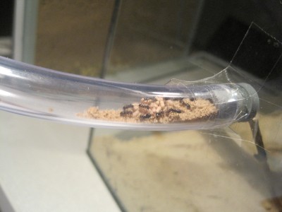 ameisengetier 027.jpg