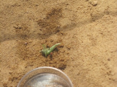 ameisengetier 026.jpg