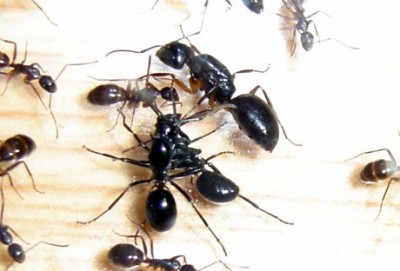 갈발 죽이기.jpg