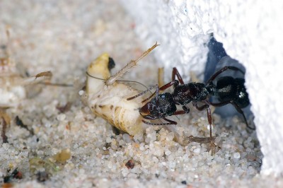 Emma Ringblitz Antstore 4.jpg