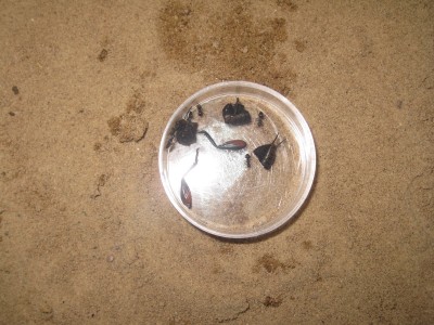 ameisengetier 028.jpg