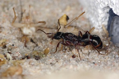 Emma Ringblitz Antstore 2.jpg