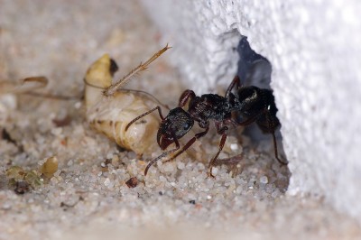 Emma Ringblitz Antstore 1.jpg