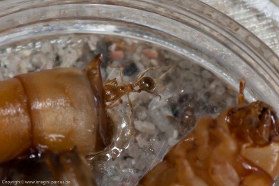 20100805_Pheidole_pallidula_Mehlwurm_0061.jpg