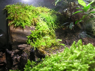 Pachycondyla apicalis 018.jpg