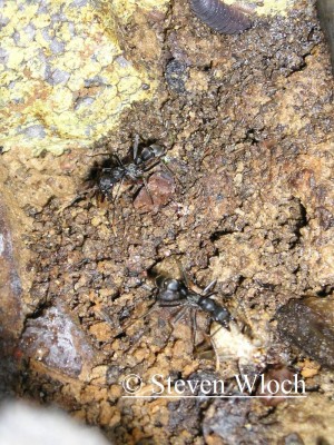 Pachycondyla apicalis 023.jpg