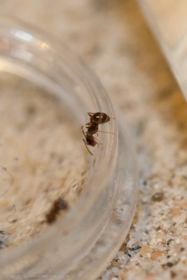 20100903_Pheidole_Zuckerwasser_002.jpg