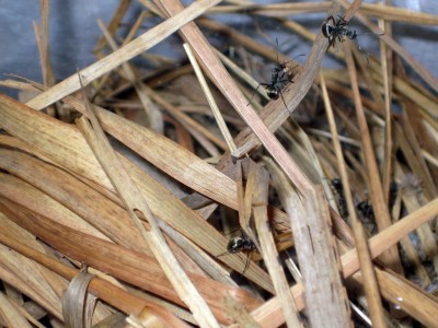 IMG_Ameisenbild 0000.JPG