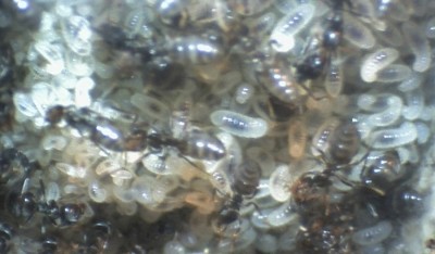 Lasius Larve 1.jpg
